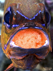 Cardinal fish with eggs by Iyad Suleyman 